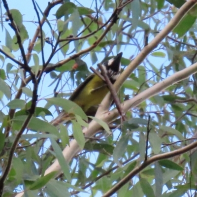 Falcunculus frontatus (Eastern Shrike-tit) at Tidbinbilla Nature Reserve - 12 May 2021 by RodDeb