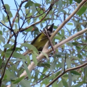 Falcunculus frontatus at Paddys River, ACT - 12 May 2021