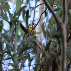 Falcunculus frontatus at Paddys River, ACT - 12 May 2021