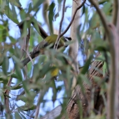 Falcunculus frontatus at Paddys River, ACT - 12 May 2021