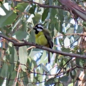 Falcunculus frontatus at Paddys River, ACT - 12 May 2021