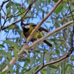 Falcunculus frontatus at Paddys River, ACT - 12 May 2021