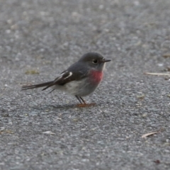 Petroica rosea (Rose Robin) at Paddys River, ACT - 12 May 2021 by RodDeb