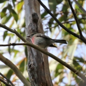 Petroica rosea at Paddys River, ACT - 12 May 2021