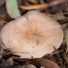 Lepista nuda (Wood Blewit) at Paddys River, ACT - 12 May 2021 by RodDeb
