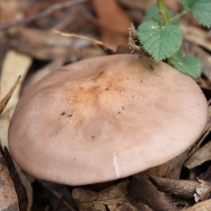 Lepista nuda at Paddys River, ACT - 12 May 2021 02:27 PM