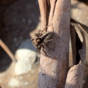 Jotus sp. (genus) at Murrumbateman, NSW - 12 May 2021