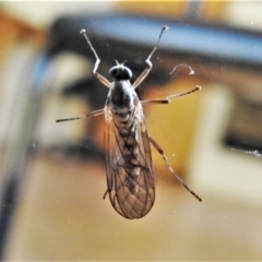 Boreoides subulatus (Wingless Soldier Fly) at Wanniassa, ACT - 13 May 2021 by JohnBundock