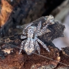 Servaea incana (Hoary Servaea) at Murrumbateman, NSW - 11 May 2021 by SimoneC