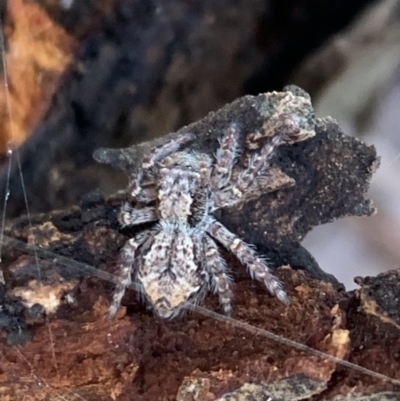 Servaea incana (Hoary Servaea) at Murrumbateman, NSW - 11 May 2021 by SimoneC