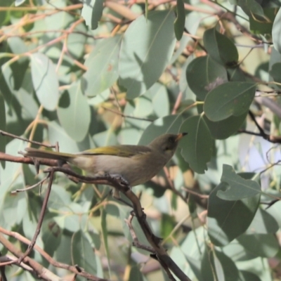 Ptilotula fusca (Fuscous Honeyeater) at Cook, ACT - 13 May 2021 by Tammy
