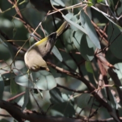 Ptilotula fusca at Cook, ACT - 13 May 2021