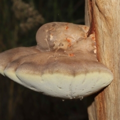 Laetiporus portentosus at Downer, ACT - 7 May 2021