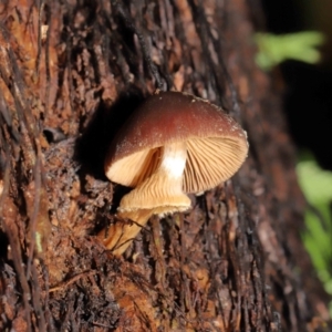 Descolea sp. at Acton, ACT - 11 May 2021