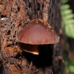 Descolea sp. at Acton, ACT - 11 May 2021