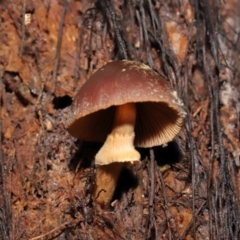 Descolea sp. at Acton, ACT - 11 May 2021