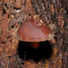 Descolea sp. at Acton, ACT - 11 May 2021