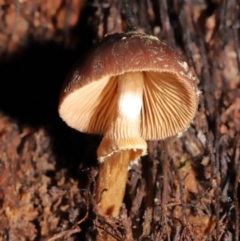 Descolea sp. at Acton, ACT - 11 May 2021