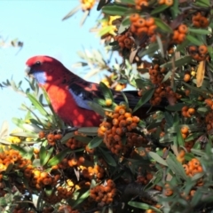 Platycercus elegans (Crimson Rosella) at Yerrabi Pond - 12 May 2021 by TrishGungahlin