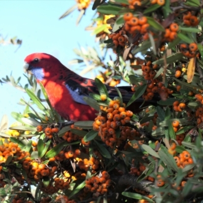 Platycercus elegans (Crimson Rosella) at Yerrabi Pond - 12 May 2021 by TrishGungahlin