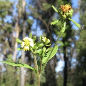 Sigesbeckia orientalis at Wandella, NSW - 14 May 2021
