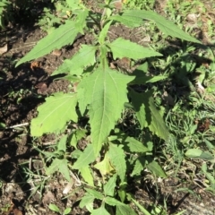 Sigesbeckia orientalis at Wandella, NSW - suppressed