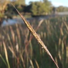 Bothriochloa macra (Red Grass, Red-leg Grass) at Monash, ACT - 4 Mar 2021 by MichaelBedingfield