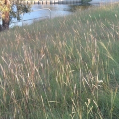 Bothriochloa macra at Monash, ACT - 4 Mar 2021