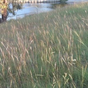 Bothriochloa macra at Monash, ACT - 4 Mar 2021 08:12 PM