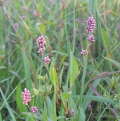 Persicaria decipiens (Slender Knotweed) at Monash, ACT - 4 Mar 2021 by michaelb