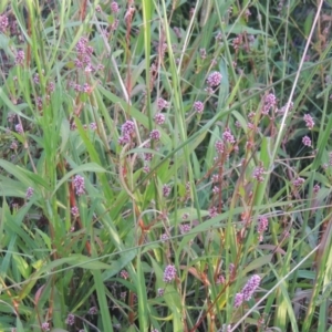 Persicaria decipiens at Monash, ACT - 4 Mar 2021 08:22 PM