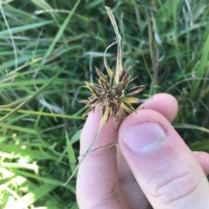 Cyperus congestus at Acton, ACT - 9 May 2021