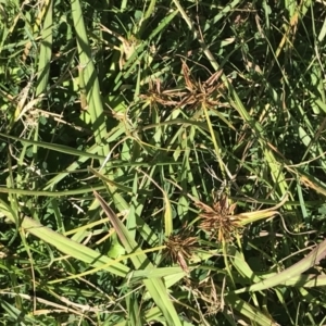 Cyperus congestus at Acton, ACT - 9 May 2021