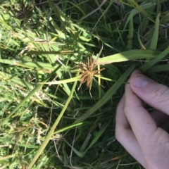 Cyperus congestus at Acton, ACT - 9 May 2021