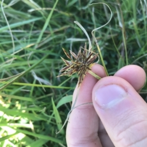 Cyperus congestus at Acton, ACT - 9 May 2021