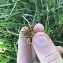 Cyperus congestus at Acton, ACT - 9 May 2021 12:41 PM