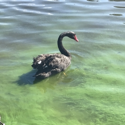 Cygnus atratus (Black Swan) at Lake Burley Griffin West - 9 May 2021 by Tapirlord