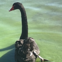 Cygnus atratus at Acton, ACT - 9 May 2021