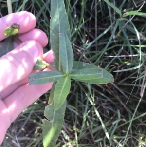 Alternanthera philoxeroides at Acton, ACT - 9 May 2021 12:44 PM