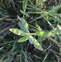 Alternanthera philoxeroides at Acton, ACT - 9 May 2021