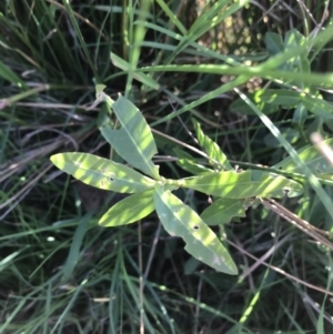 Alternanthera philoxeroides at Acton, ACT - 9 May 2021 12:44 PM