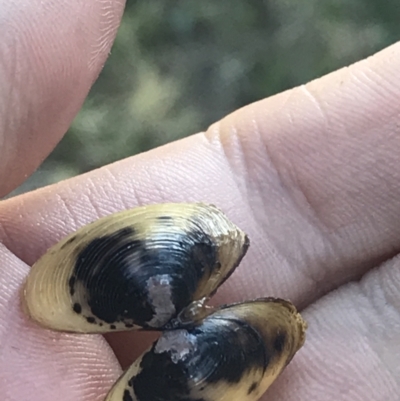 Corbicula australis (Little Basket Shells) at Acton, ACT - 9 May 2021 by Tapirlord