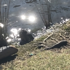 Hydromys chrysogaster (Rakali or Water Rat) at Acton, ACT - 9 May 2021 by Tapirlord