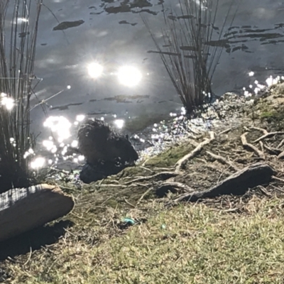 Hydromys chrysogaster (Rakali or Water Rat) at Lake Burley Griffin West - 9 May 2021 by Tapirlord