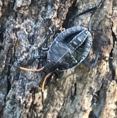 Theseus modestus (Gum tree shield bug) at Acton, ACT - 9 May 2021 by Tapirlord