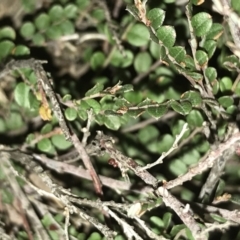 Bossiaea buxifolia (Matted Bossiaea) at Hughes, ACT - 9 May 2021 by Tapirlord