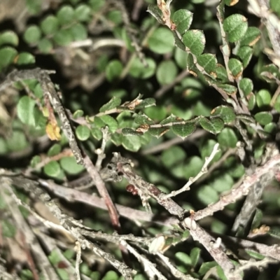 Bossiaea buxifolia (Matted Bossiaea) at Red Hill to Yarralumla Creek - 9 May 2021 by Tapirlord