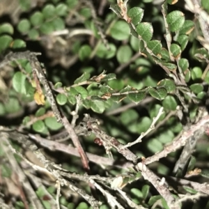 Bossiaea buxifolia at Hughes, ACT - 9 May 2021