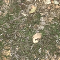 Bossiaea buxifolia at Hughes, ACT - 9 May 2021