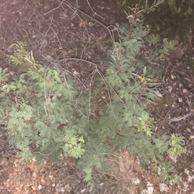 Acacia rubida (Red-stemmed Wattle, Red-leaved Wattle) at Red Hill to Yarralumla Creek - 9 May 2021 by Tapirlord